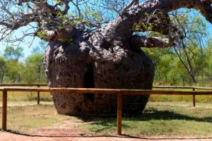 Boab Prison Tree