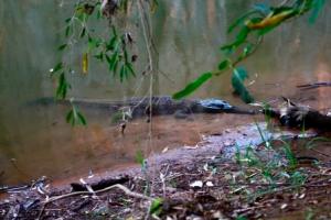 First Crocodile sighting 