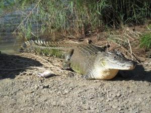 Tripod the 3 legged crocodile
