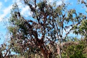 There is barely a branch free to hang out on