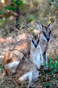 Our neighbours at Litchfield
