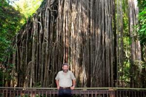 Curtain Fig Tree, Yungaburra