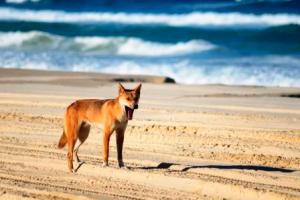 Dingos on Fraser Island