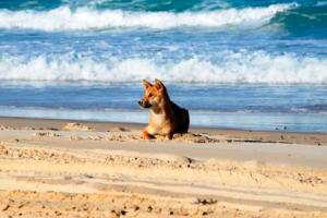 Dingos on Fraser Island