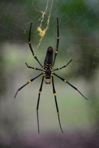 Golden Orb Spider at Broadwater Camp
