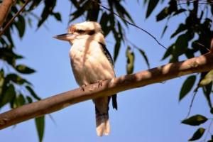 Kookaburra watching our camp