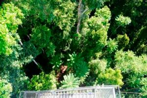 Rainforest from the canopy tower