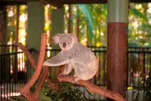 Koala at Australia Zoo