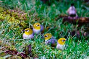 Silvereyes, Dorigo NP