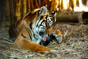 Sumatran Tiger, Australia Zoo
