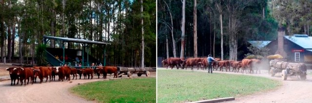 Bullock Team Demonstration
