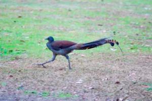 Lyre Bird