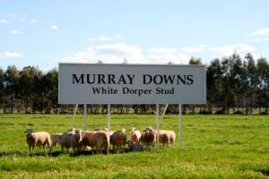 Murray Downs Stud