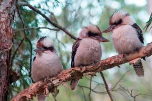 Welcoming Committee at Gloucester Tops Campgrounds